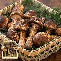 Amazon.co.jp: Monoevo 松茸 1KG マツタケ 詰め合わせ 直輸入まつたけ